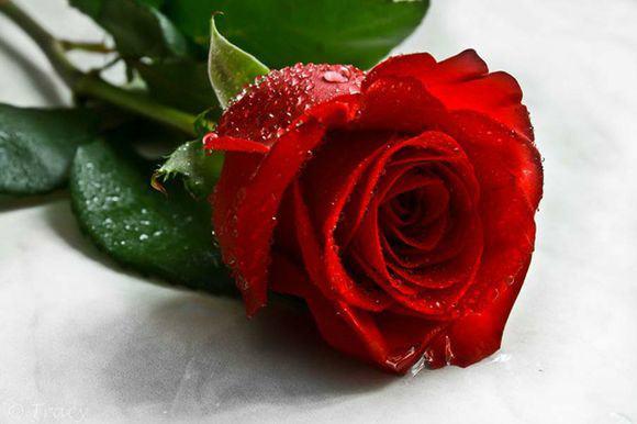 artificial rose