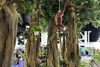 Kes Hutan Satu Pokok Kanada