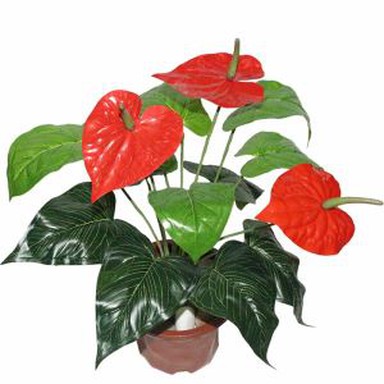 Loji Anthurium Buatan