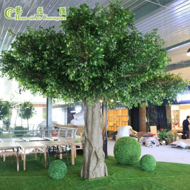 Pokok Ficus Sutera
